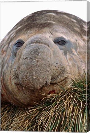 Framed Southern Elephant Seal, bull during harem and mating season, South Georgia Print