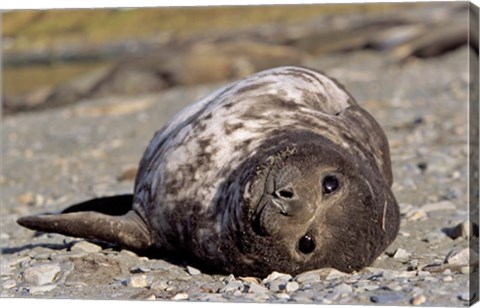 Framed Southern Elephant Seal, portrait of pub, Island of South Georgia Print