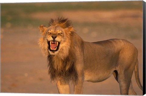 Framed South Africa, Kgalagadi, Lion, Kalahari desert Print