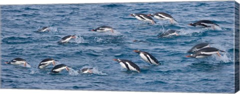 Framed South Georgia Island, Gentoo penguins Print