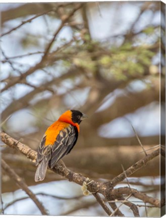 Framed Southern Red Bishop, Lake Manyara NP, Tanzania Print