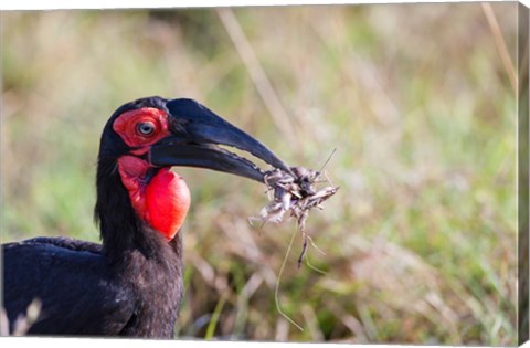 Framed Southern Ground Hornbill foraging, Maasai Mara, Kenya Print