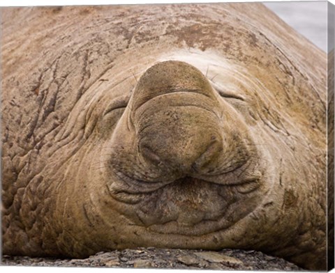 Framed South Georgia Island, Sleeping bull elephant seal Print