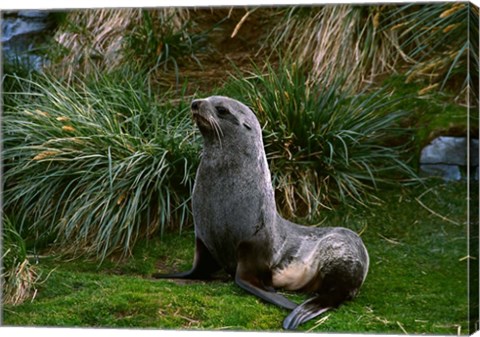 Framed South Georgia Island, Southern Fur seal Print