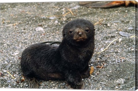 Framed South Georgia Island, Southern fur seal pup Print