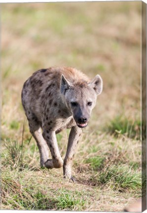 Framed Spotted Hyena, Crocuta crocuta, in the Maasai Mara, Kenya, Africa. Print