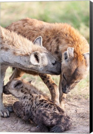 Framed Spotted Hyena, Maasai Mara, Kenya Print