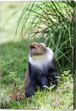 Framed Sykes monkey foraging in the Aberdare NP, Kenya, Africa. Print