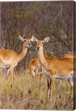 Framed Ugandan Kob in the Queen Elizabeth National Park Uganda, Africa. Print