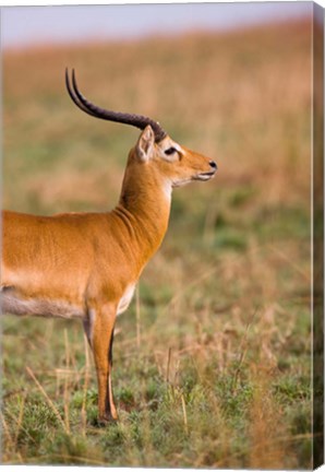 Framed Ugandan Kob, Murchison Falls National Park, Uganda Print