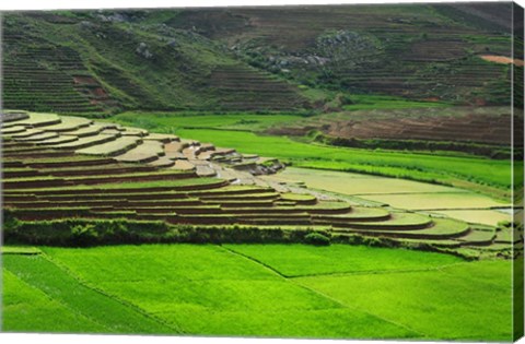 Framed Spectacular green rice field in rainy season, Ambalavao, Madagascar Print