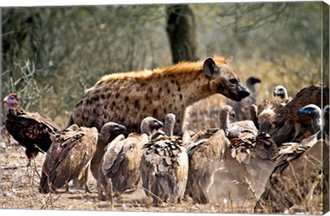 Framed Spotted hyenas and vultures scavenging on a carcass in Kruger National Park, South Africa Print