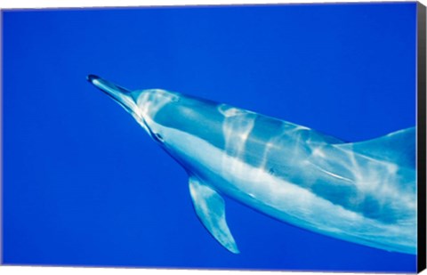 Framed Spinner Dolphin, Sha&#39;ab Samadai, Red Sea, Egypt Print