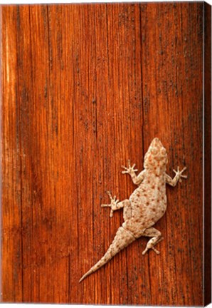 Framed Tokay Gecko lizard, Striated Wood, Africa Print