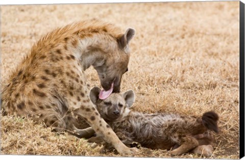 Framed Tanzania, Ngorongoro Conservation Area, Spotted hyena Print