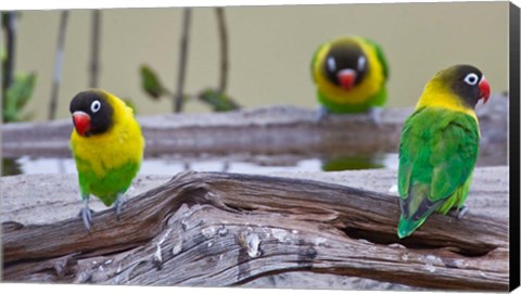 Framed Tanzania. Yellow-collared Lovebirds, Tarangire NP Print