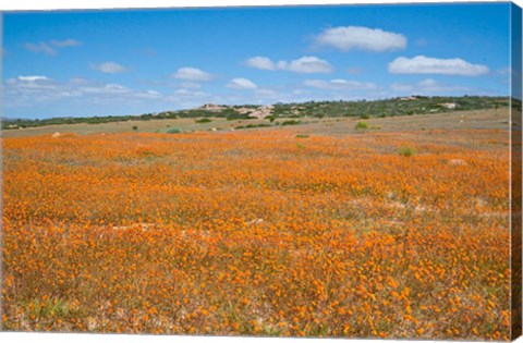 Framed Field of Spring flowers, South Africa Print