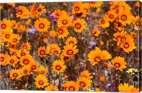 Framed Orange Spring flowers, Namaqualand, South Africa Print