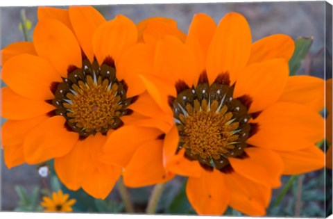 Framed Two orange Spring flowers, South Africa Print