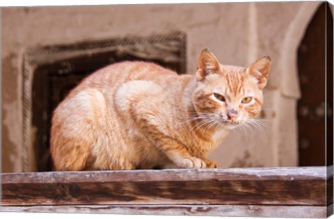 Framed Stray Cat in Fes Medina, Morocco Print