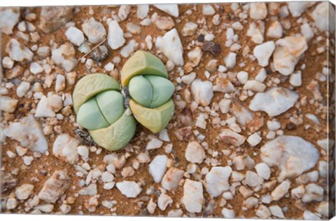 Framed Succulents, quartz, Cape Province, South Africa Print