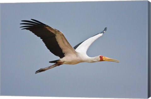 Framed Tanzania, bird. Yellow-billed Stork, Manyara NP Print