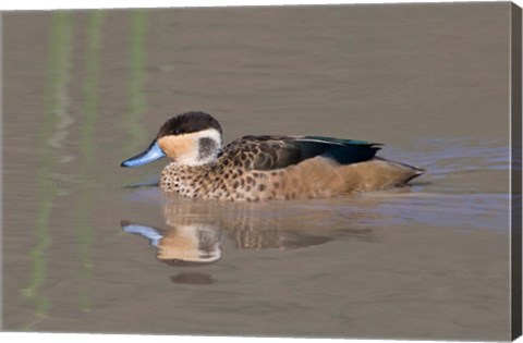 Framed Tanzania, Hottentot Teal duck, Ngorongoro Crater Print