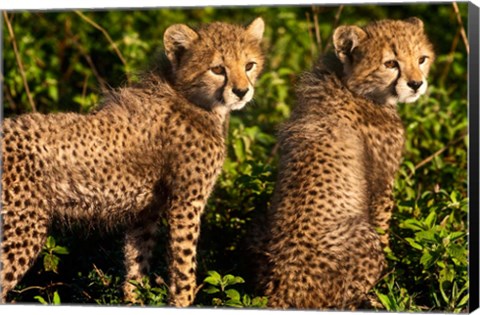 Framed Tanzania, Ndutu, Ngorongoro, Cheetahs Print