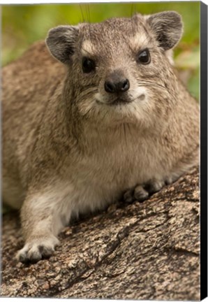 Framed Tanzania, Serengeti NP, Hyrax wildlife Print