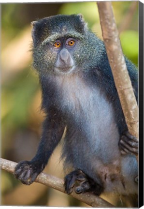 Framed Tanzania. Blue Monkey, Manyara NP Print