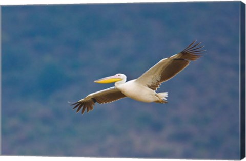 Framed Tanzania. Great White Pelican, bird, Manyara NP Print