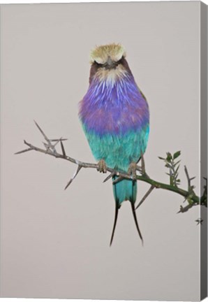 Framed Lilac-breasted Roller Bird pirched on a twig Print