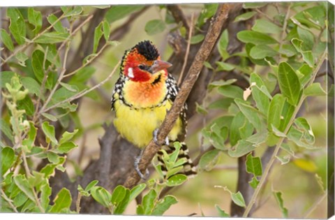 Framed Tanzania. Red and Yellow Barbet, Tarangire NP Print