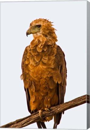 Framed Tawny Eagle on branch above the Maasai Mara Kenya Print