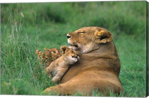 Framed Tanzania, Ngorongoro Crater. African lion family Print