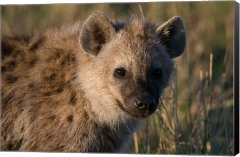 Framed Spotted Hyaena, Masai Mara National Reserve, Kenya Print