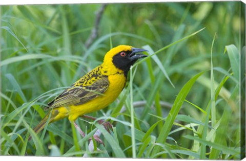 Framed Spottedbacked Weaver bird, Imfolozi, South Africa Print