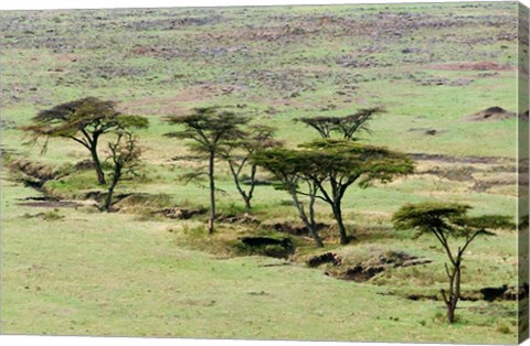 Framed Bush, Maasai Mara National Reserve, Kenya Print