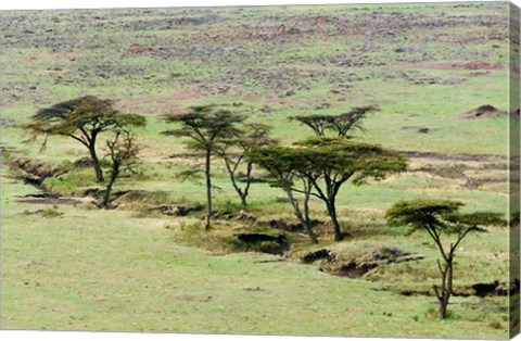 Framed Bush, Maasai Mara National Reserve, Kenya Print