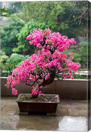Framed Spring Blossoms cover Bonsai, The Chi Lin Buddhist Nunnery, Hong Kong, China Print