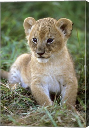 Framed Tanzania, Serengeti National Park, African lion Print