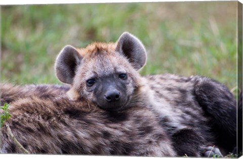 Framed Spotted Hyena wildlife, Maasai Mara, Kenya Print