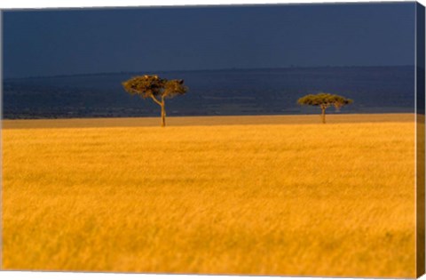 Framed Tall grass, Umbrella Thorn Acacia, Masai Mara, Kenya Print