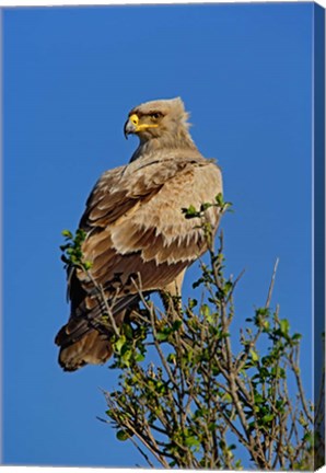 Framed Tawny Eagle, Aquila rapax, Masai Mara Game Reserve, Kenya Print