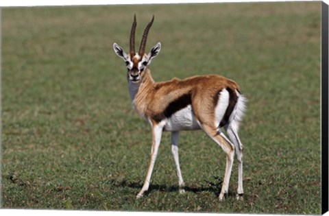 Framed Thomson&#39;s Gazelle antelope, Maasai Mara, Kenya Print