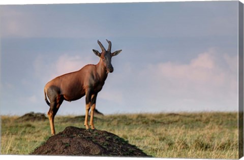 Framed Topi antelope on termite mound, Maasai Mara, Kenya Print