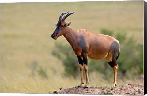 Framed Topi antelope, termite mound, Masai Mara GR, Kenya Print