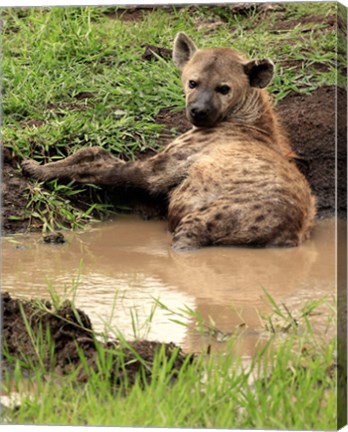 Framed Spotted Hyaena, wildlife, Hluhulwe GR, South Africa Print