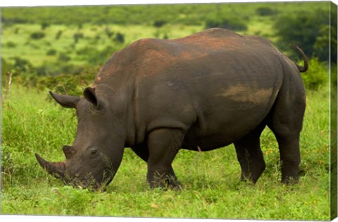 Framed Southern white rhinoceros, Kruger National Park, South Africa Print