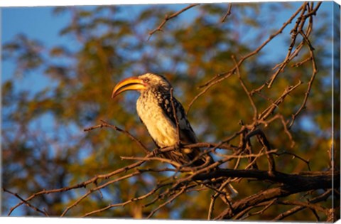 Framed Southern Yellow-billed Hornbill, Hwange NP, Zimbabwe, Africa Print